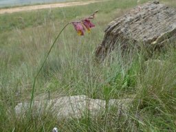 Gladiolus woodii looking forlorn
